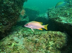 Lutjanus argentiventris