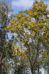 Acacia leptocarpa