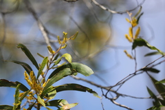 Acacia leptocarpa