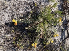 Leucospermum prostratum