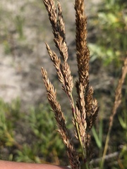 Calamagrostis inexpansa
