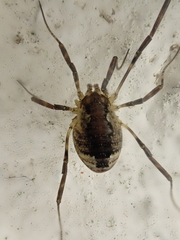 Oligolophus hanseni