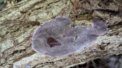 Abundisporus pubertatis