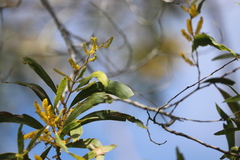 Acacia leptocarpa
