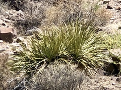 Nolina bigelovii