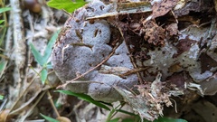 Abundisporus pubertatis