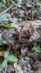 Abundisporus pubertatis