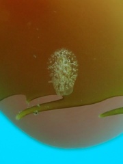 Corambe steinbergae