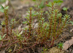 Rotala mexicana