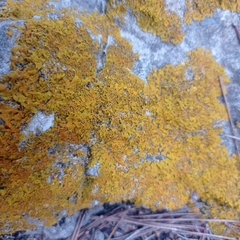 Xanthoria aureola