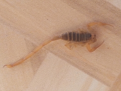 Centruroides exilicauda