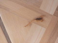 Centruroides exilicauda