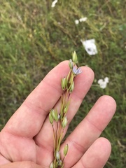 Lomatogonium rotatum