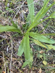 Hypochaeris albiflora