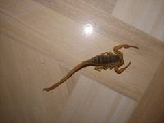 Centruroides exilicauda