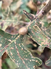 Xanthoteras eburneum