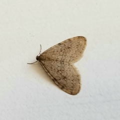 Operophtera bruceata