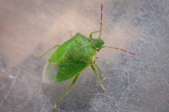 Thyanta pallidovirens