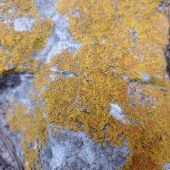 Xanthoria aureola