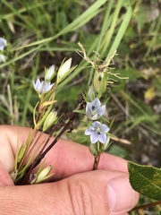 Lomatogonium rotatum