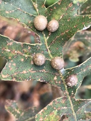 Xanthoteras eburneum