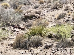 Nolina bigelovii