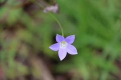 Wahlenbergia gracilis