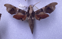 Callionima denticulata
