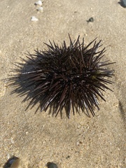 Heliocidaris erythrogramma