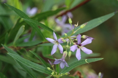Billardiera cymosa