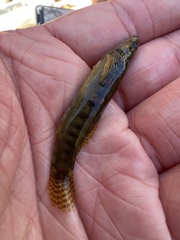 Etheostoma flabellare