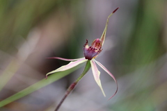 Caladenia reticulata