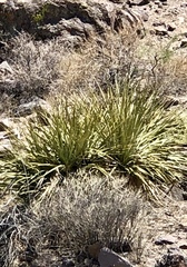 Nolina bigelovii