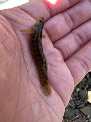 Etheostoma flabellare