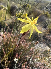 Bobartia macrospatha