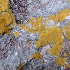 Xanthoria aureola