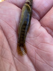 Etheostoma flabellare