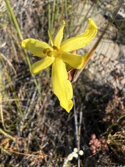 Bobartia macrospatha