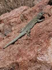 Liolaemus lorenzmuelleri