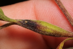 Neolasioptera perfoliata