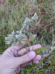 Neolasioptera perfoliata