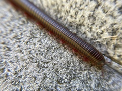 Narceus americanus