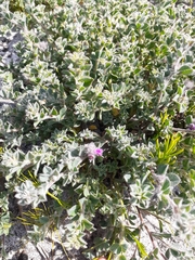 Indigofera glomerata