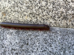 Narceus americanus