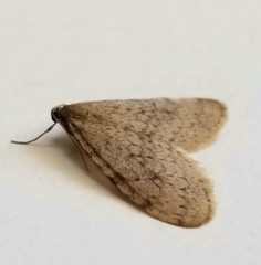 Operophtera bruceata