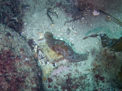 Apostichopus parvimensis