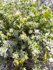 Indigofera glomerata