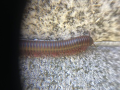 Narceus americanus