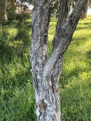 Melaleuca pallida