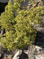 Anginon difforme